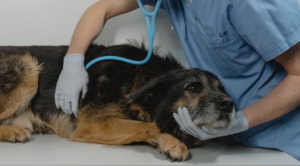 pet preventative care